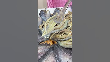 Khô cá lóc đồng thơm ngon vị vừa ăn, có thể chiên hoặc nướng, làm gỏi tùy thích  #food  #amthuc