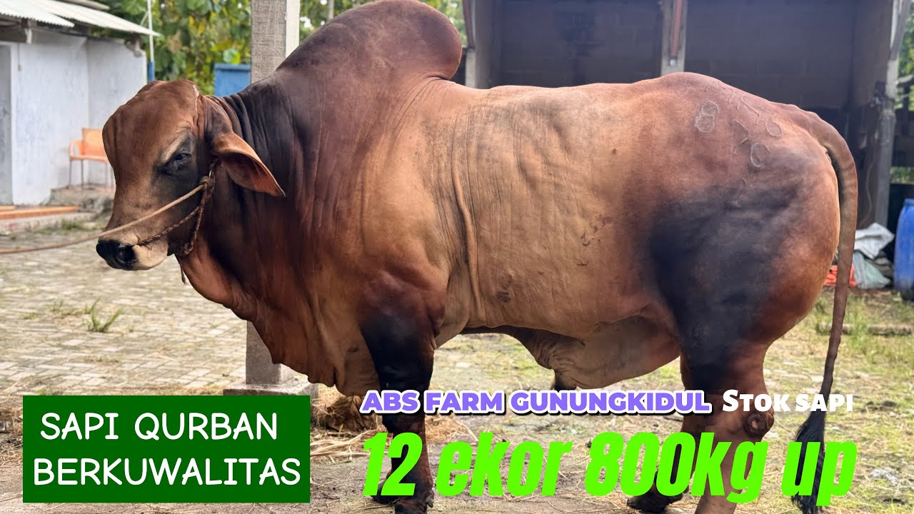 SAPI QURBAN BERKUWALITAS ABS FARM GUNUNGKIDUL🔥🔥
