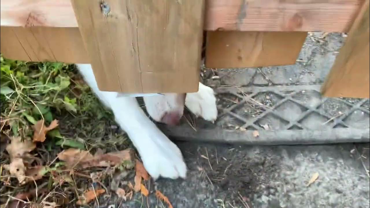 THIS Is Why I Can’t Leave My Dog Alone! YouTube