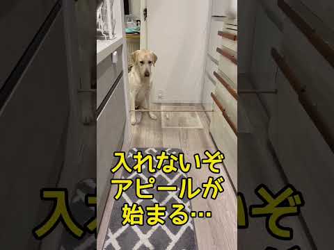 ラブラドールって賢い?盲導犬とは違った頭の使い方 #shorts #shortvideo