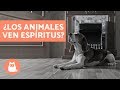 ¿Los perros pueden ver fantasmas o espíritus?