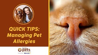Quick Tips in Managing Pet Allergies