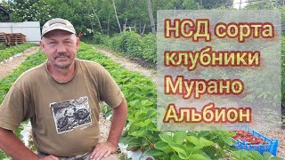 Обзор сортов клубники НСД Мурано Альбион