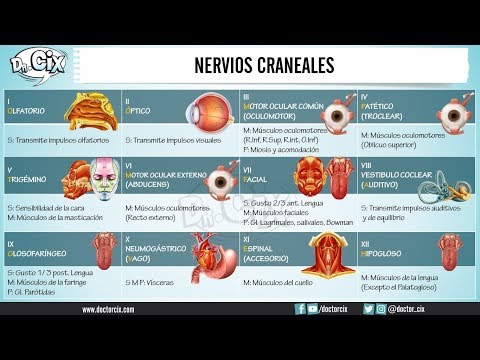 Vídeo: Huesos Craneales: Función Y Anatomía, Diagrama, Condiciones, Consejos De Salud
