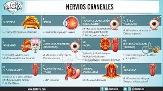 NERVIOS CRANEALES || Morfofisiología