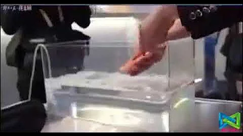 frozen fish comes back to life after days