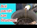 Готовим эффективную органическую подкормку от которой ВСЁ растёт!