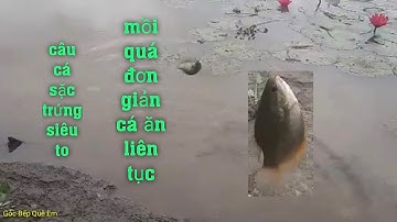 câu cá sặc rằn, Cách câu cá sặc ao tự nhiên siêu to cá ăn liên tục giật phao sướng tay quá đã..