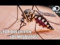 ¿Por qué existen los mosquitos? | Discovery en Español