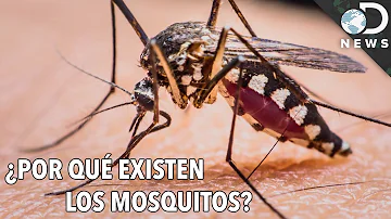 ¿Por qué existen los mosquitos?