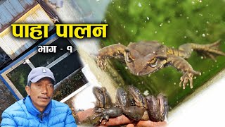 पाहा पालनमा रमाउदै जित ब.थोकर_Toad farming in Nepal | Episode 1
