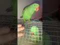 parrot voice#short#vairal#veido