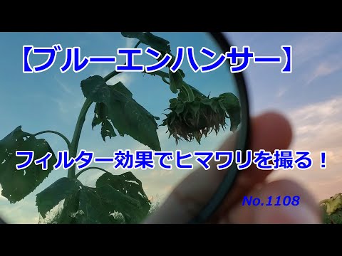 ブルーエンハンサーNo.1で青空強調！】夏の終わりのヒマワリを撮る
