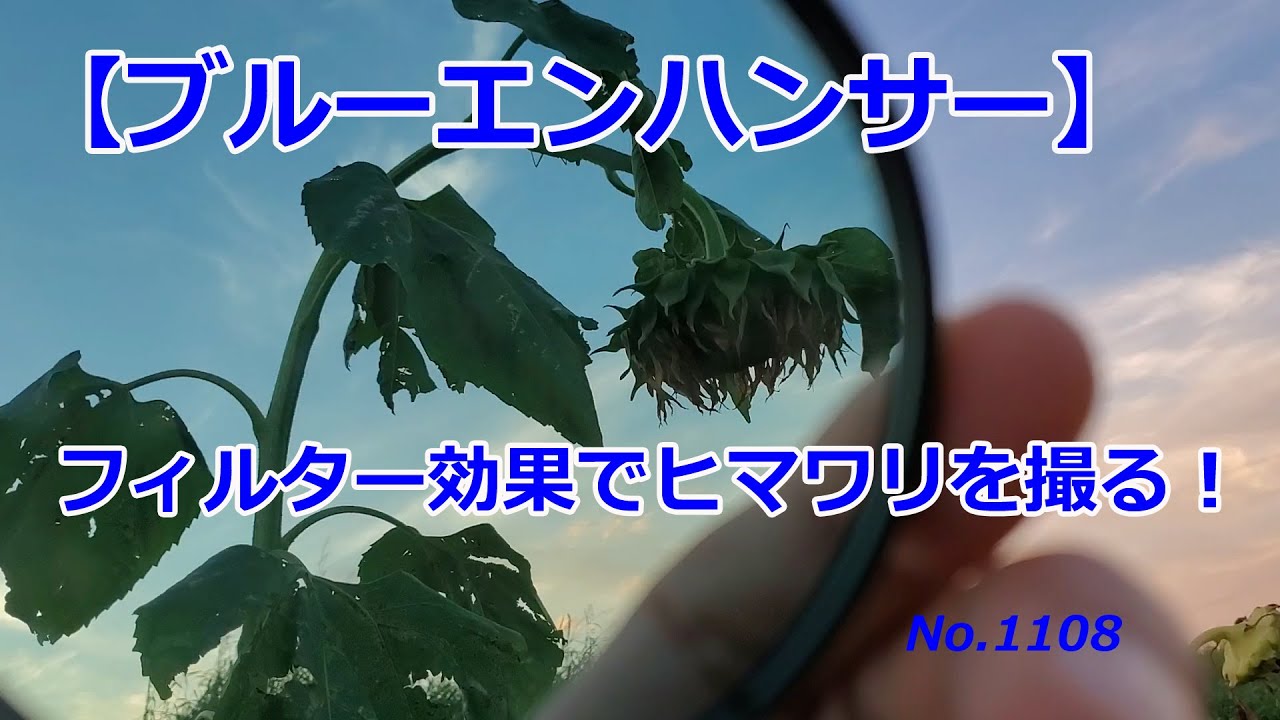 ブルーエンハンサーNo.1で青空強調！】夏の終わりのヒマワリを撮る 