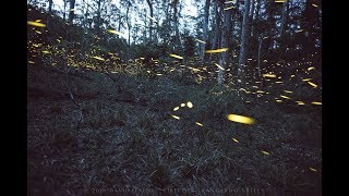 Fireflies in Australia - Kangaroo Valley NSW