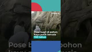 Wna Serahkan Diri Ke Polisi Usai Bugil Di Pohon Sakral