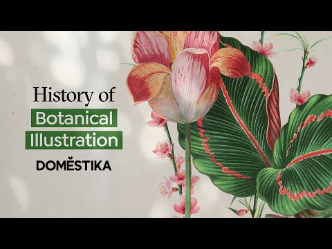 Video: ¿Qué es el arte botánico? Aprende la historia del arte botánico y la ilustración