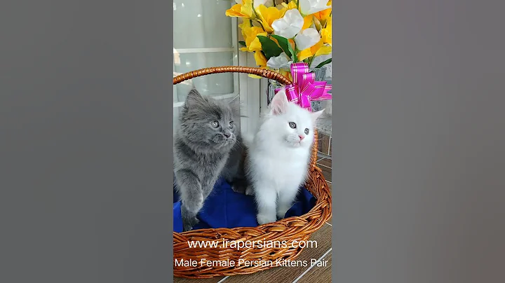 Video 8706051: persian cat grey kitten, persian cat kitten white