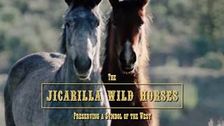 Jicarilla Wild Horses - Preserving a Symbol of the West screenshot 3