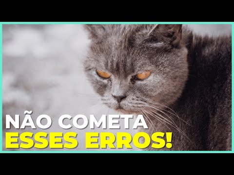 Vídeo: Gatos hipoalergênicos - eles realmente existem?