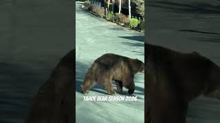 Lake Tahoe Bear Season 2026