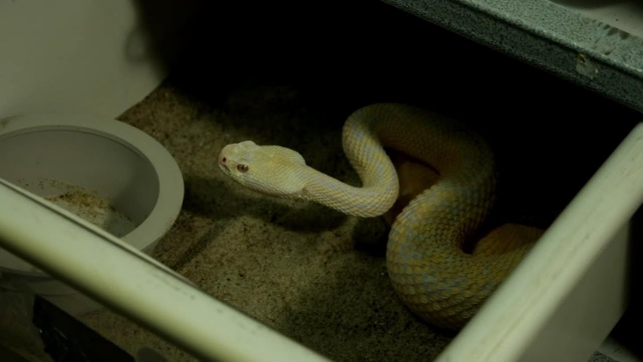 Venomous snake rack tour! All new rack, rattlesnakes, copperhead, and ...