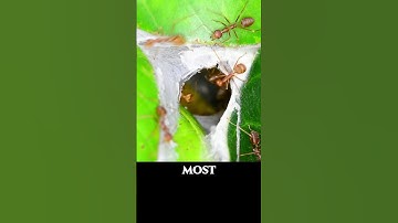 Ants Repairing Their Nest on a Windy Day Ultra Macro | Forest Sound ASMR Bugs #macrophotography