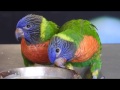 CAP 123. VETERINARIO DE Animales exóticos. Los LOROS. Loris Arcoiris