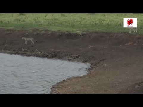 Crocodile Attacks Unsuspecting Cheetah Cub | ଚିତାକୁ ଝାମ୍ଫି ନେଲା କୁମ୍ଭୀର