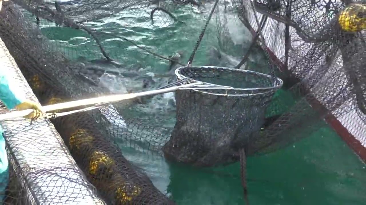 九鬼定置網２０２６年２月