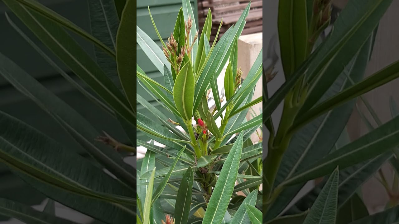 Nerína  - Nerium oleander - Nería - Eiturjurt - Garðplöntur