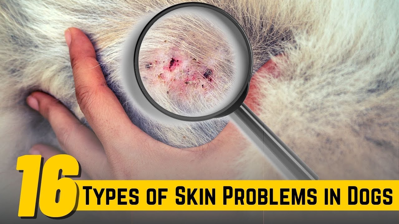 what does a skin infection look like on a dog