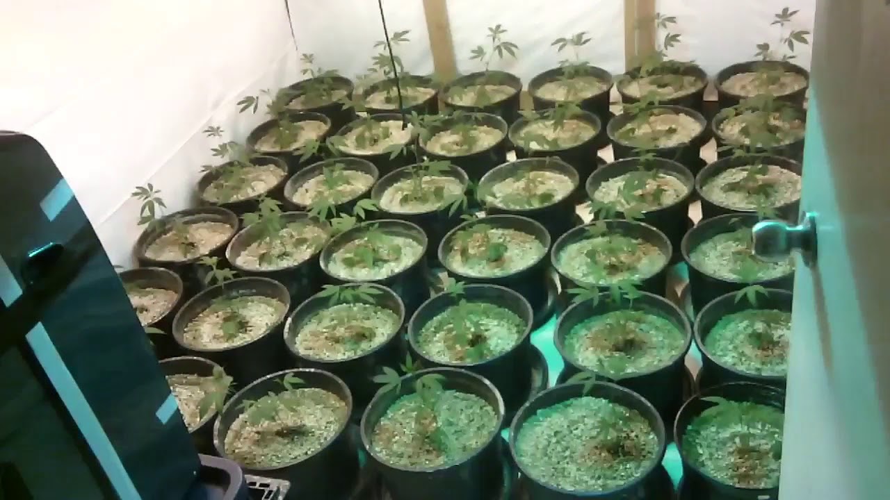 Ghost Train Haze Sativa