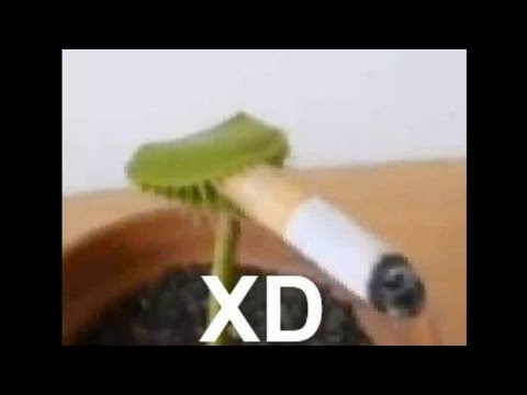 😆 SI TE RÍES PIERDES 😆 MEMES RANDOM 🤣 (#24)