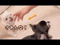 お兄ちゃんにだけ毎回偉そうな態度の兄犬と、きちんとフォローしてくれる妹犬。