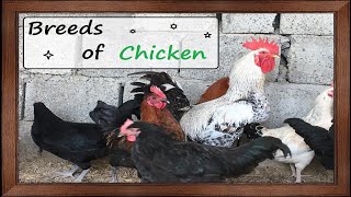 20 Most Beautiful Chicken Dual Purpose Breeds in the World 20 Most Beautiful Chicken Dual Purpose Breeds in the World