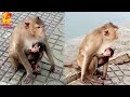 To see....Monkey eating mother&#39;s milk everywhere