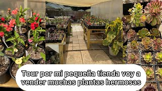 TOUR POR MI PEQUEÑA TIENDA voy a vender muchas plantas hermosas