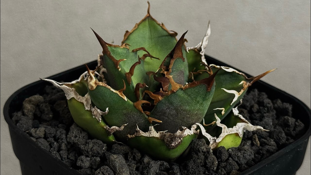 アガベ・チタノタ シーザー/凱撒（芽）-062｜agave titanota caesar |
