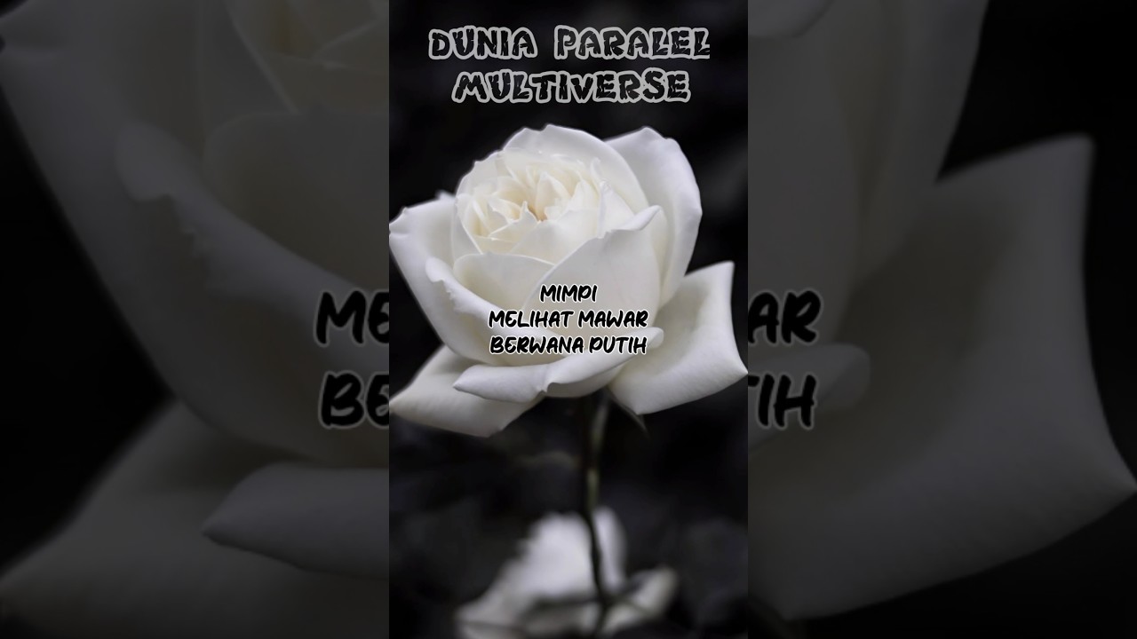 Arti Mimpi Melihat Mawar Putih 