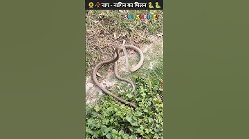 नाग नागिन का मिलन nag nagin ka milan #shorts #viral #youtubeshorts #viralvideo #snake #sapera