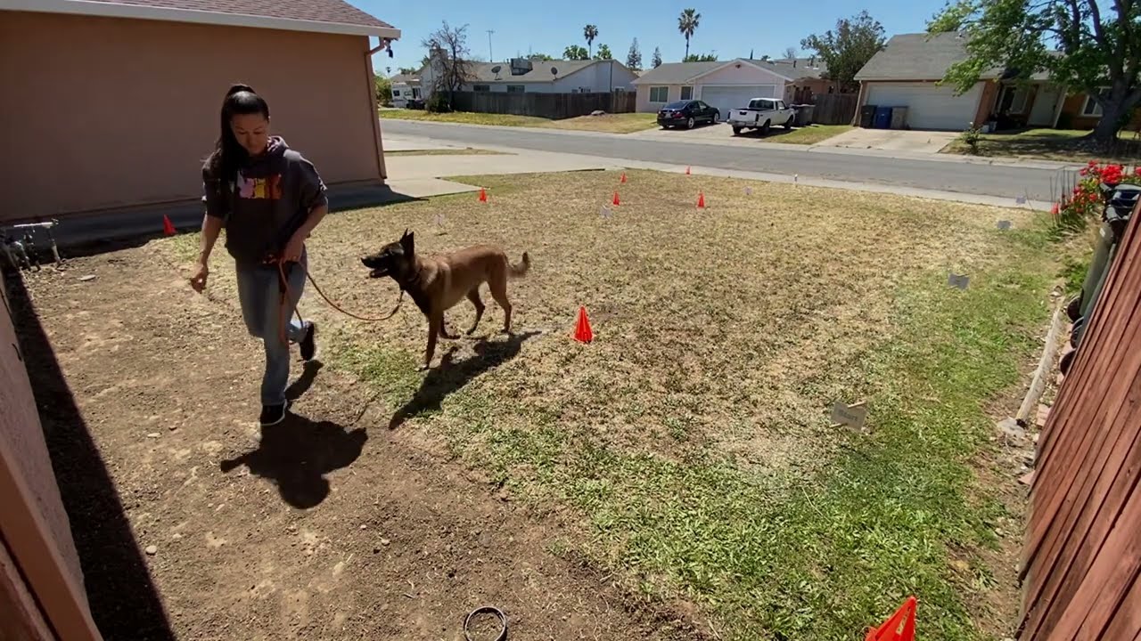 AKC Virtual Obedience Beginner Novice BNV1 "Atlas" YouTube