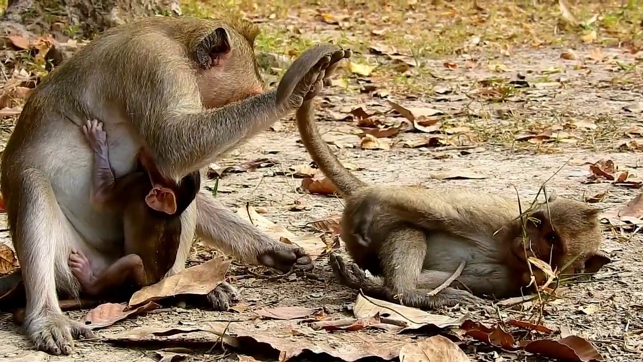 Finally mom Duchess start to take care her own adult monkey Duke again