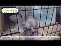 【グゥチャビ日記vol.5】ミニうさぎを飼育便利グッズを紹介&スナッフル(うさぎの風邪)の治療法！