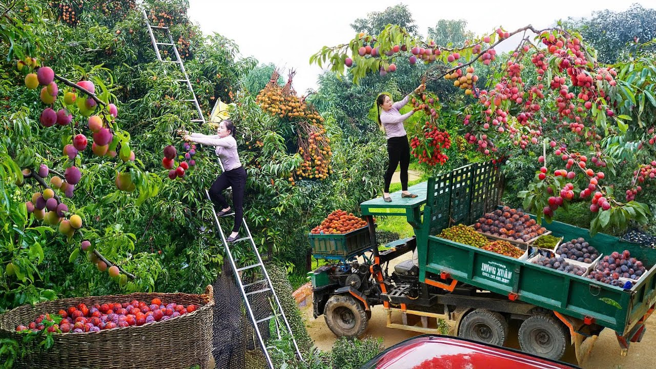 Harvest Plums From Ethnic Farmers, Use Truck Transport 1000+ Plums Go to Market Sell