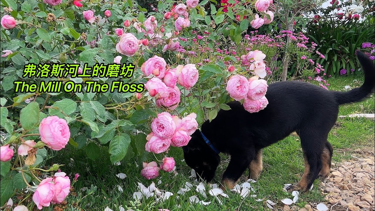 园艺篇415 奥斯丁新品种：弗洛斯河上的磨坊优缺点！英文名The Mill On The Floss