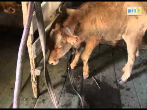 ვიდეო: როგორ დასაჯოს შინაური ცხოველი