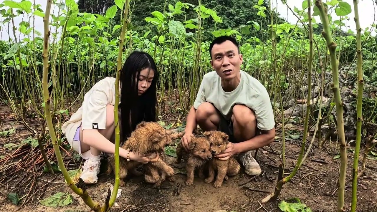 路边捡到4条小狗，毛打湿了全身都是泥，也不知道是什么品种