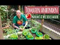 Tomaten anbinden 🍅 Warum? & Wie ich es mache 🍅 Tomatenhaken Tomatenstab Tomaten Spiralstab Garten