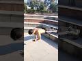 never give up#shortsviral #fitness#trending#shortsviral #workhard#statusWorkout arjunsadotra-000